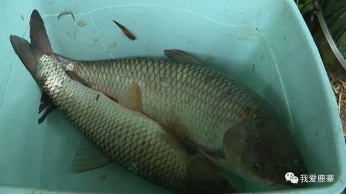 随机抽检水产品 筑牢防线，守护群众“舌尖上的安全”