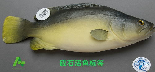 砹石科技活鱼标签 科技赋能，让老百姓轻松甄别高品质新鲜水产品