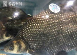 上海试水水产品追溯系统 全程可监管，守护餐桌安全